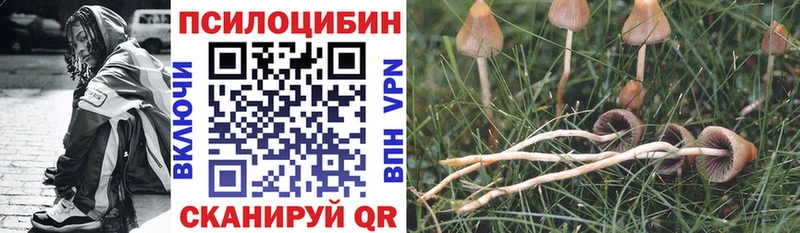 Псилоцибиновые грибы Psilocybine cubensis  Андреаполь 